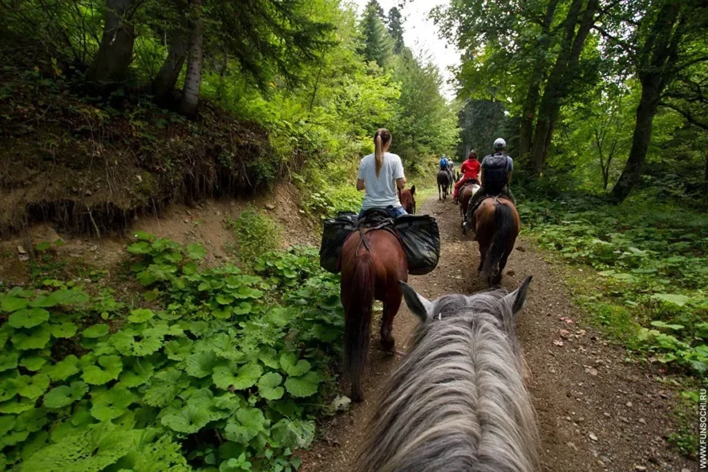 Конные прогулки в Сочи